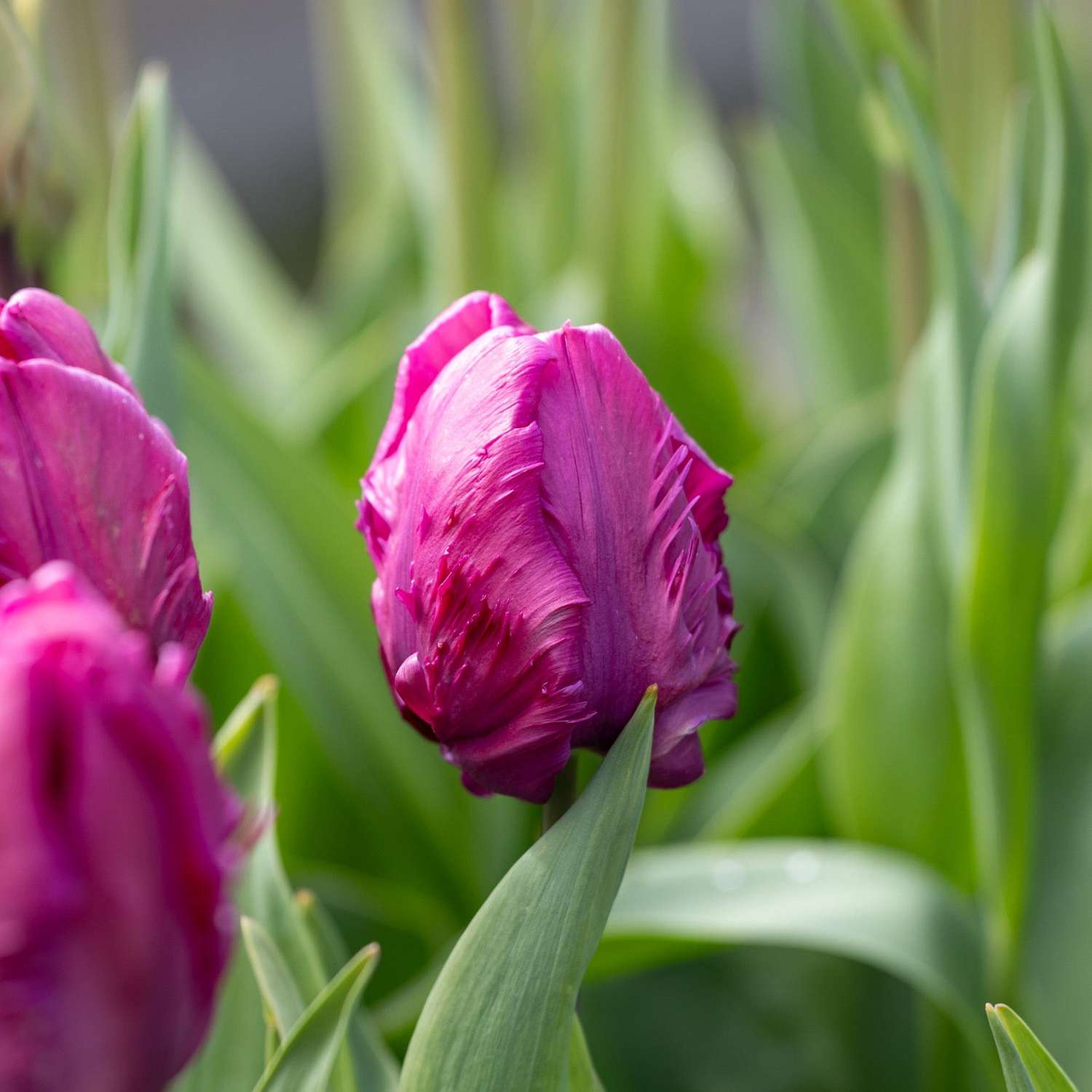 Tulpe 'Negrita Parrot' - Tulipaner